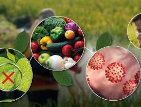 impact of chemical pesticides on human