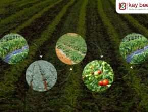 Crop Rotation