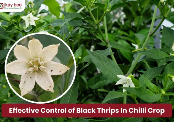 Effective Control Of Black Thrips In Chilli Crop