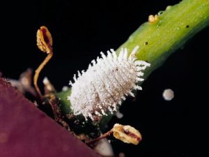 Mealy Bug