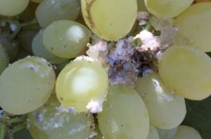 Mealybugs on Grapes