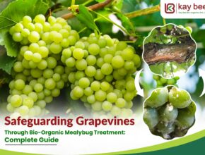 mealybugs in grapes