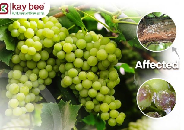 mealybugs in grapes