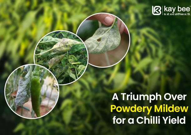 A Triumph Over Powdery Mildew for a Chilli Yield