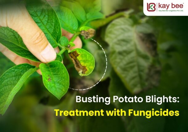 Potato Blight Symptoms