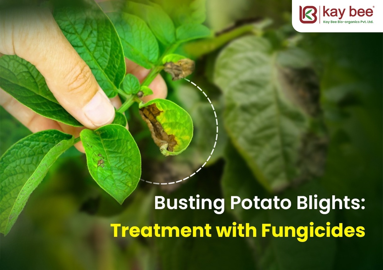 Potato Blight Symptoms