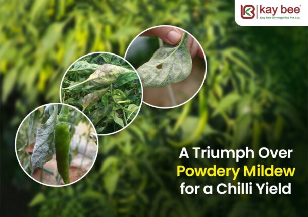 Powdery Mildew for a Chilli Yield