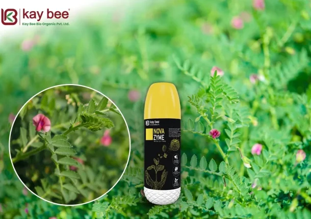 Revolutionizing Agriculture Nova Zyme and Gram Flowering New