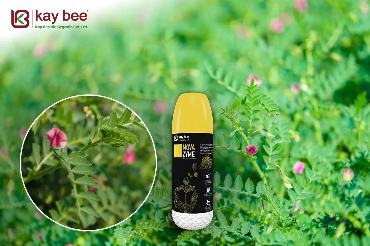 Revolutionizing Agriculture Nova Zyme and Gram Flowering New