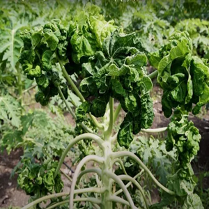 Papaya Leaf Curl Virus