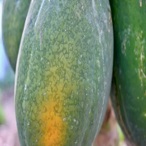 Papaya Ring Spot Virus