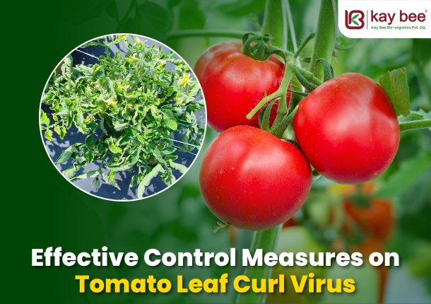 Effective Control Measures on Tomato Leaf Curl Virus