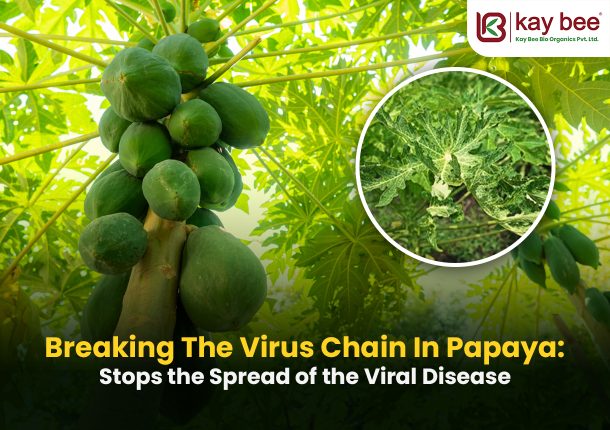 Breaking the Virus Chain Stops the Spread of the Viral Disease