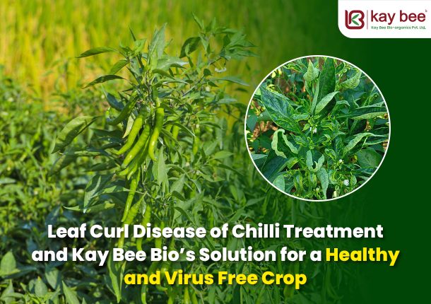 Leaf Curl Disease of Chilli Treatment and Kay Bee Bio’s Solution for a Healthy and Virus Free Crop