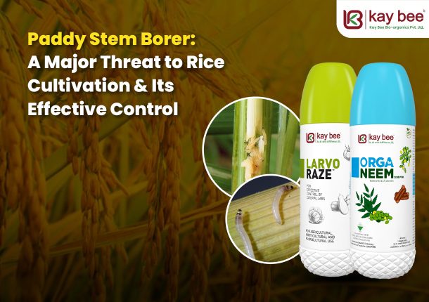 Paddy Stem Borer A Major Threat to Rice Cultivation Its Effective Control New