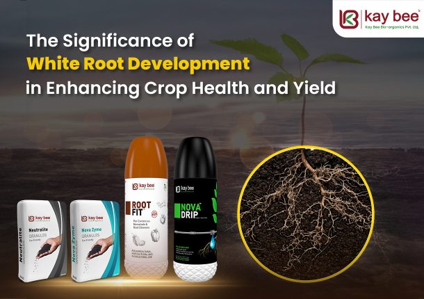 The Significance of White Root Development in Enhancing Crop Health and Yield New