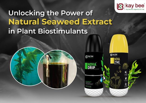 Unlocking the Power of Natural Seaweed Extract in Plant Biostimulants