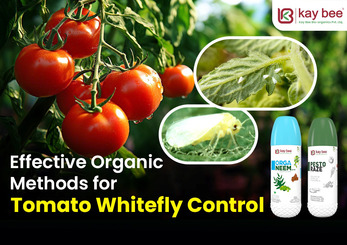 Effective Organic Methods for Tomato Whitefly Control New