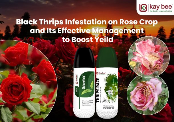 Black Thrips Infestation on Rose Crop and Its Effective Management to Boost yeild