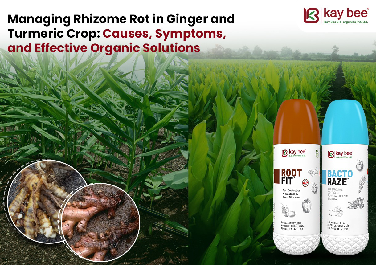 Managing Rhizome Rot in Ginger and Turmeric Crop Causes Symptoms and Effective Organic Solutions New