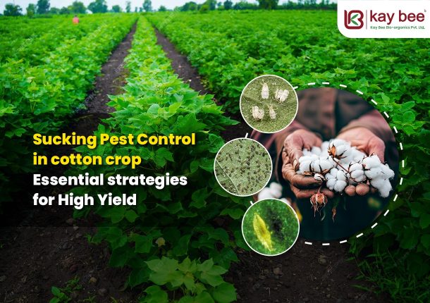 Sucking Pest Control in Cotton Crop Essential Strategies for High Yield