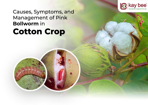 Causes, Symptoms, and Management of Pink Bollworm in Cotton Crop