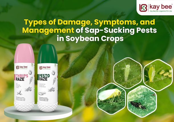 Types of Damage Symptoms and Management of Sap Sucking Pests in Soybean Crops New