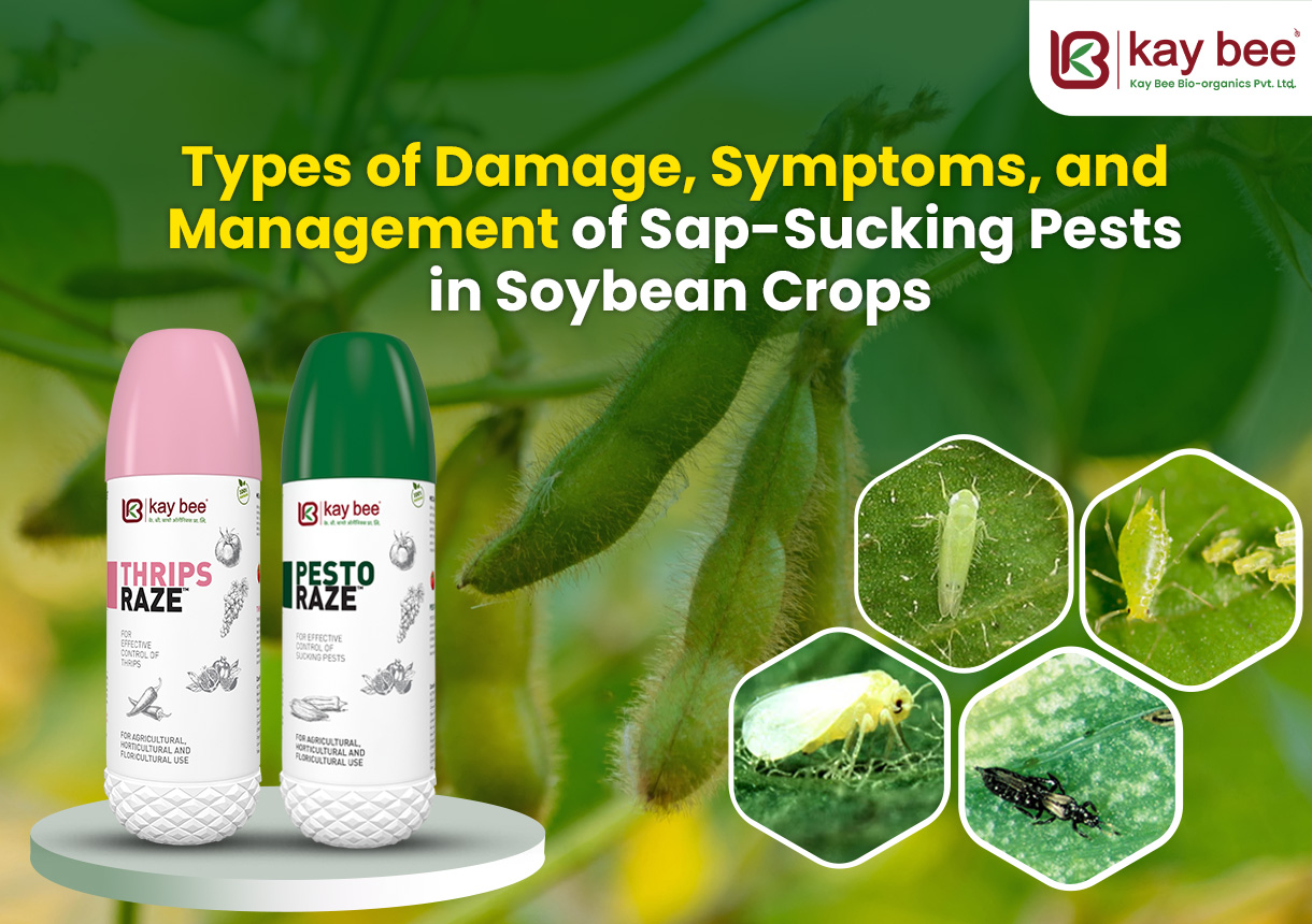 Types of Damage Symptoms and Management of Sap Sucking Pests in Soybean Crops New