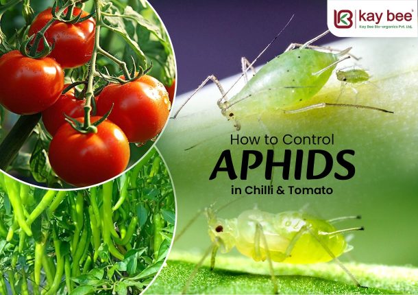 How to Control Aphids in Chilli & Tomato Organically