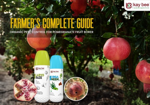 Organic Pest Control for Pomegranate Fruit Borer