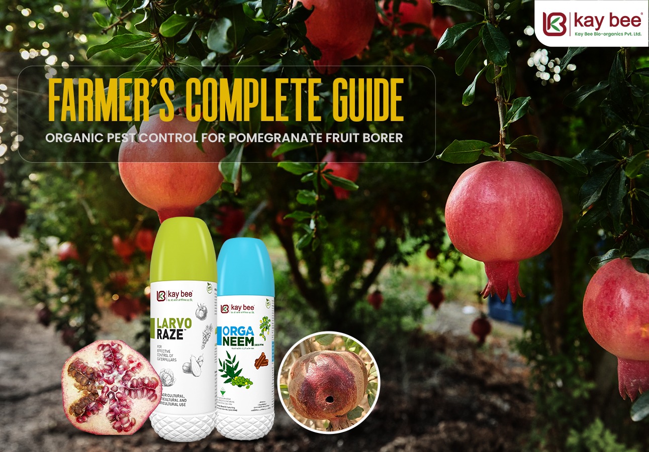 Organic Pest Control for Pomegranate Fruit Borer