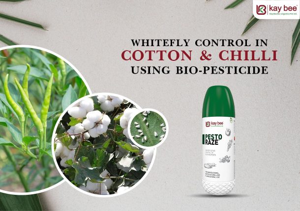 Whitefly Control in Cotton