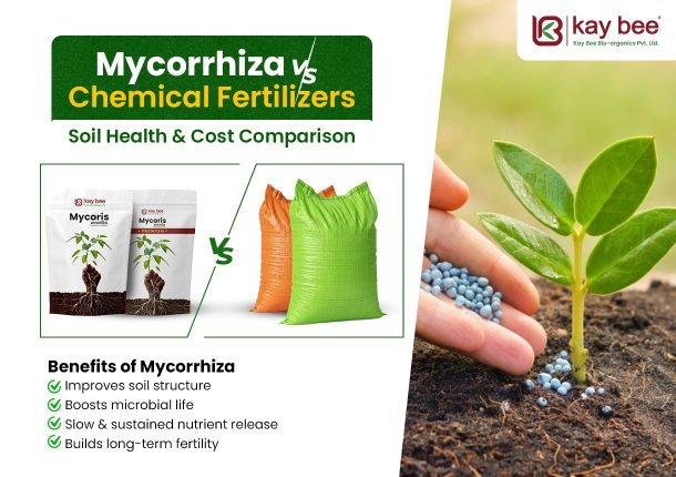 Mycorrhiza vs Chemical Fertilizers Soil Health