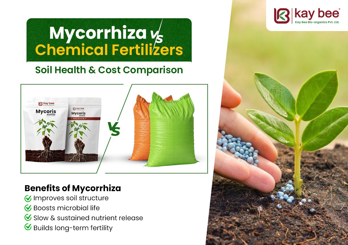 Mycorrhiza vs Chemical Fertilizers Soil Health