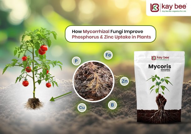 Mycorrhizal Fungi Improve Phosphorus & Zinc Uptake in Plants