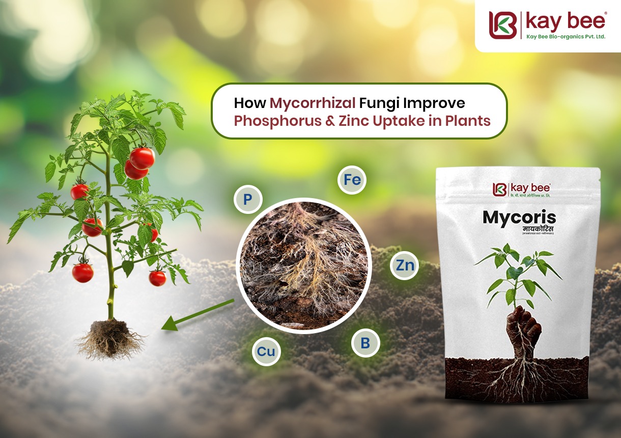 Mycorrhizal Fungi Improve Phosphorus & Zinc Uptake in Plants