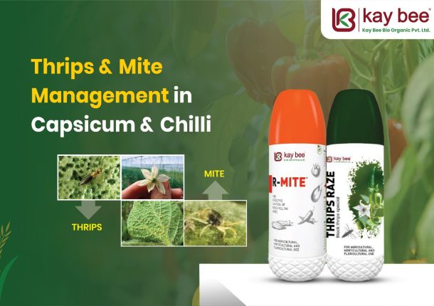 Thrips & Mite Management in Capsicum