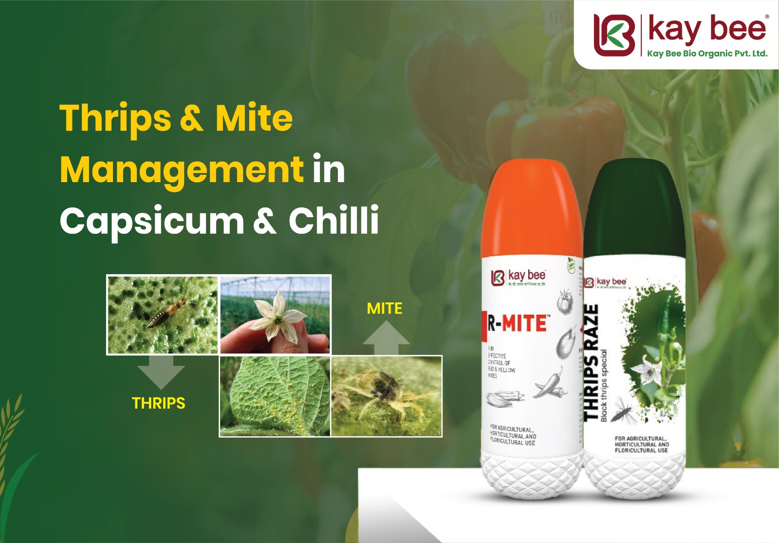Thrips & Mite Management in Capsicum