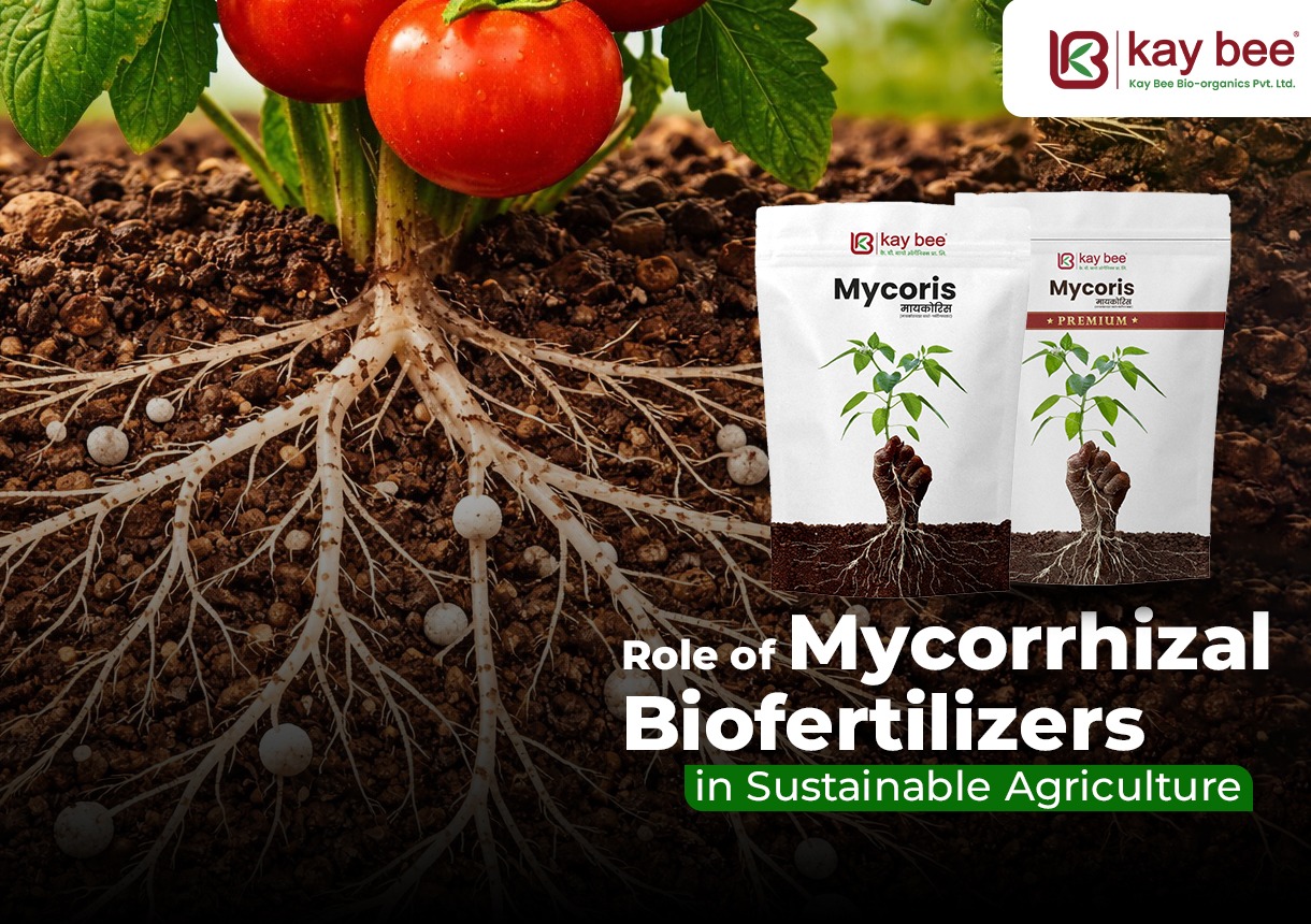 Role of Mycorrhizal Biofertilizers in Sustainable Agriculture