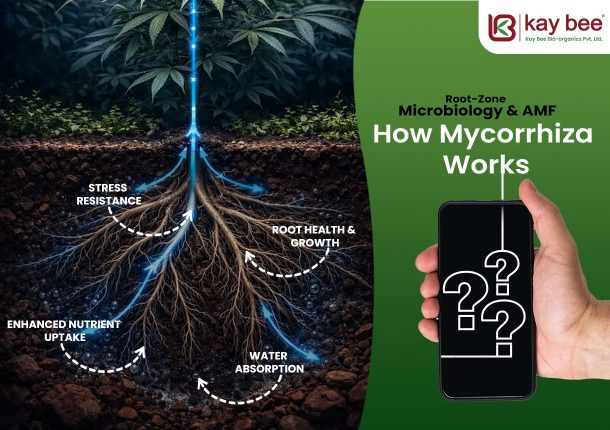 Root Zone Microbiology & AMF – How Mycorrhiza Works