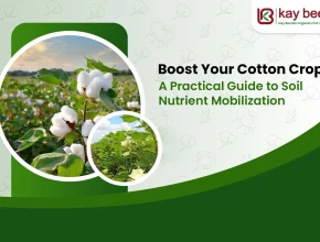 Boost Your Cotton Yield