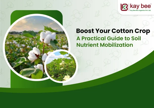 Boost Your Cotton Yield