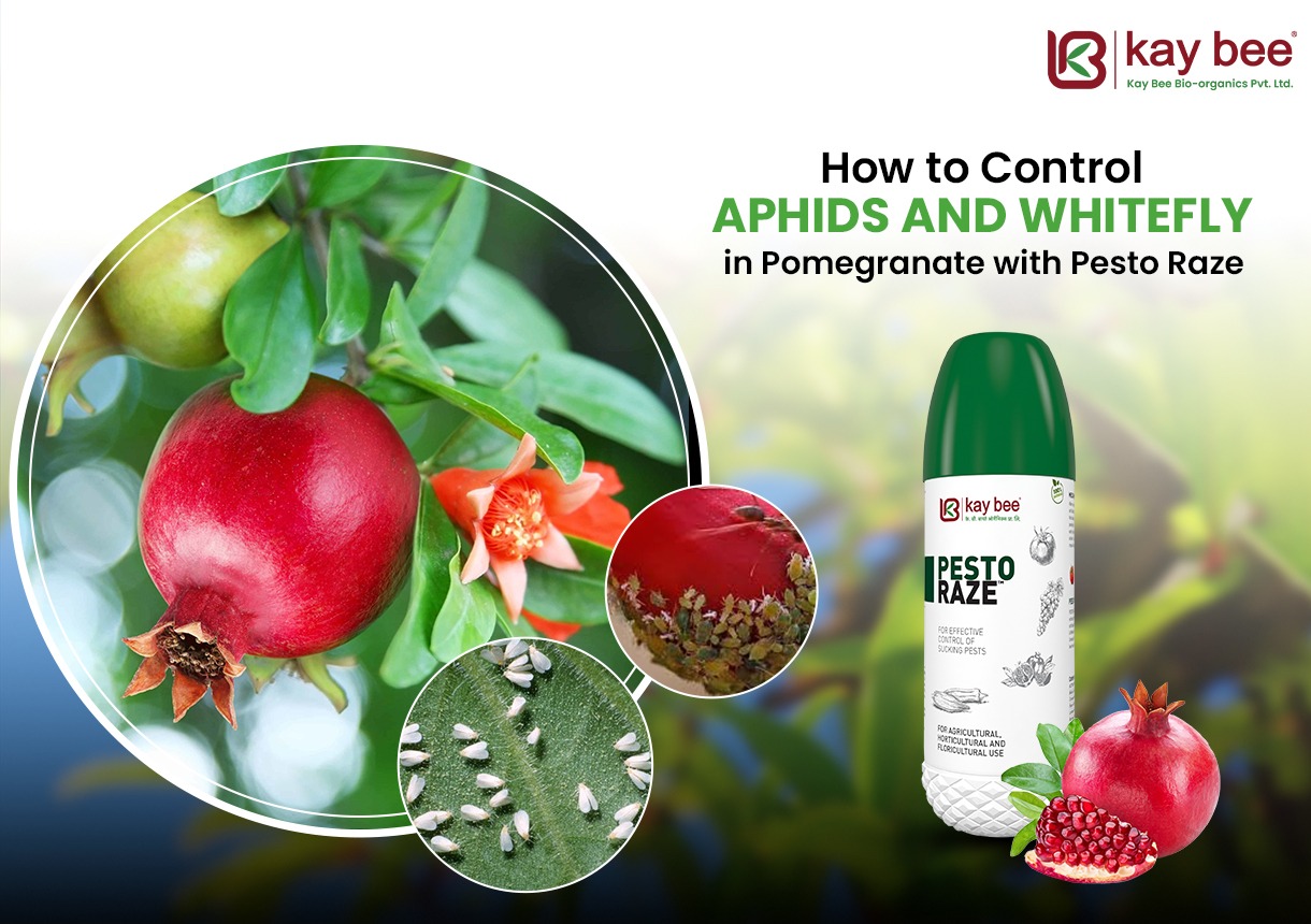 Control Aphids and Whitefly in Pomegranate