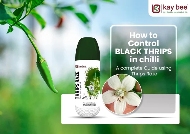Control Black thrips in chilli