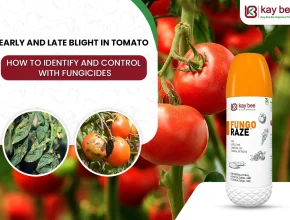 Early and Late Blight in Tomato