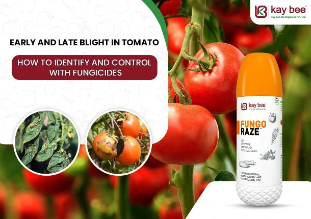 Early and Late Blight in Tomato