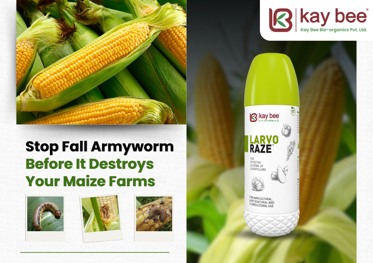 Fall Armyworm