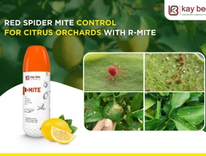 Red Spider Mite Control