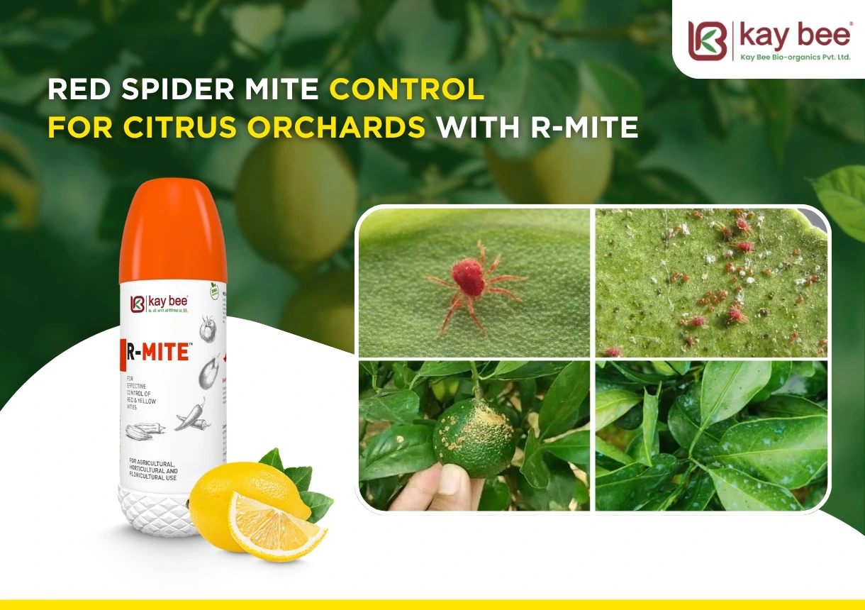 Red Spider Mite Control