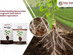 Mycorrhizal Fungi Benefits